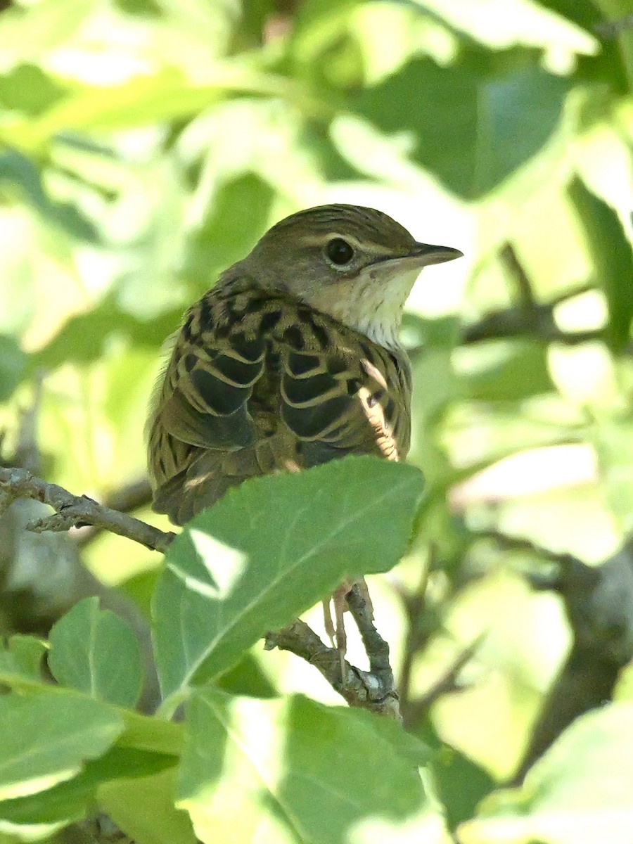 Lanceolated Warbler - ML637357368