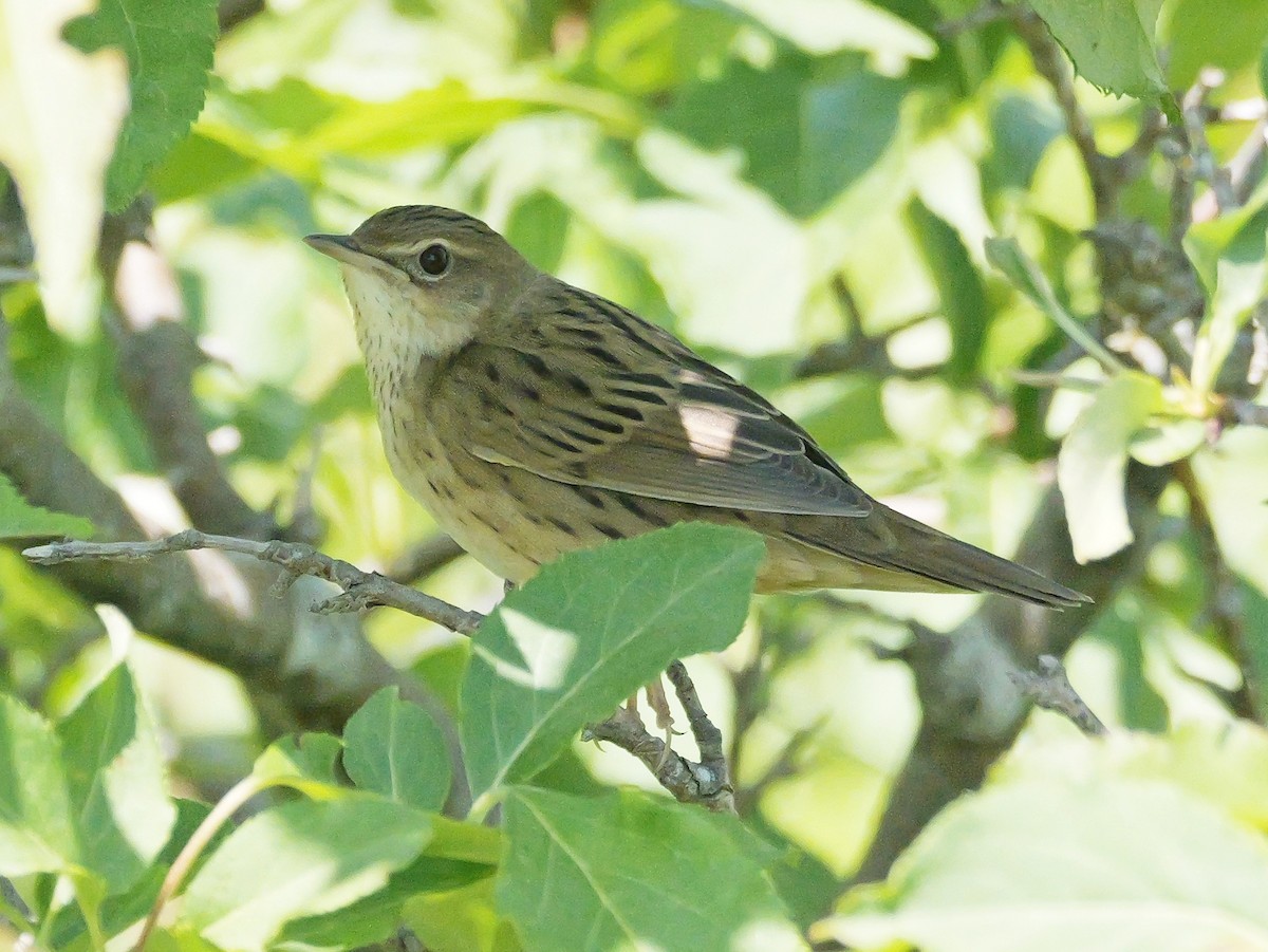 Lanceolated Warbler - ML637357371