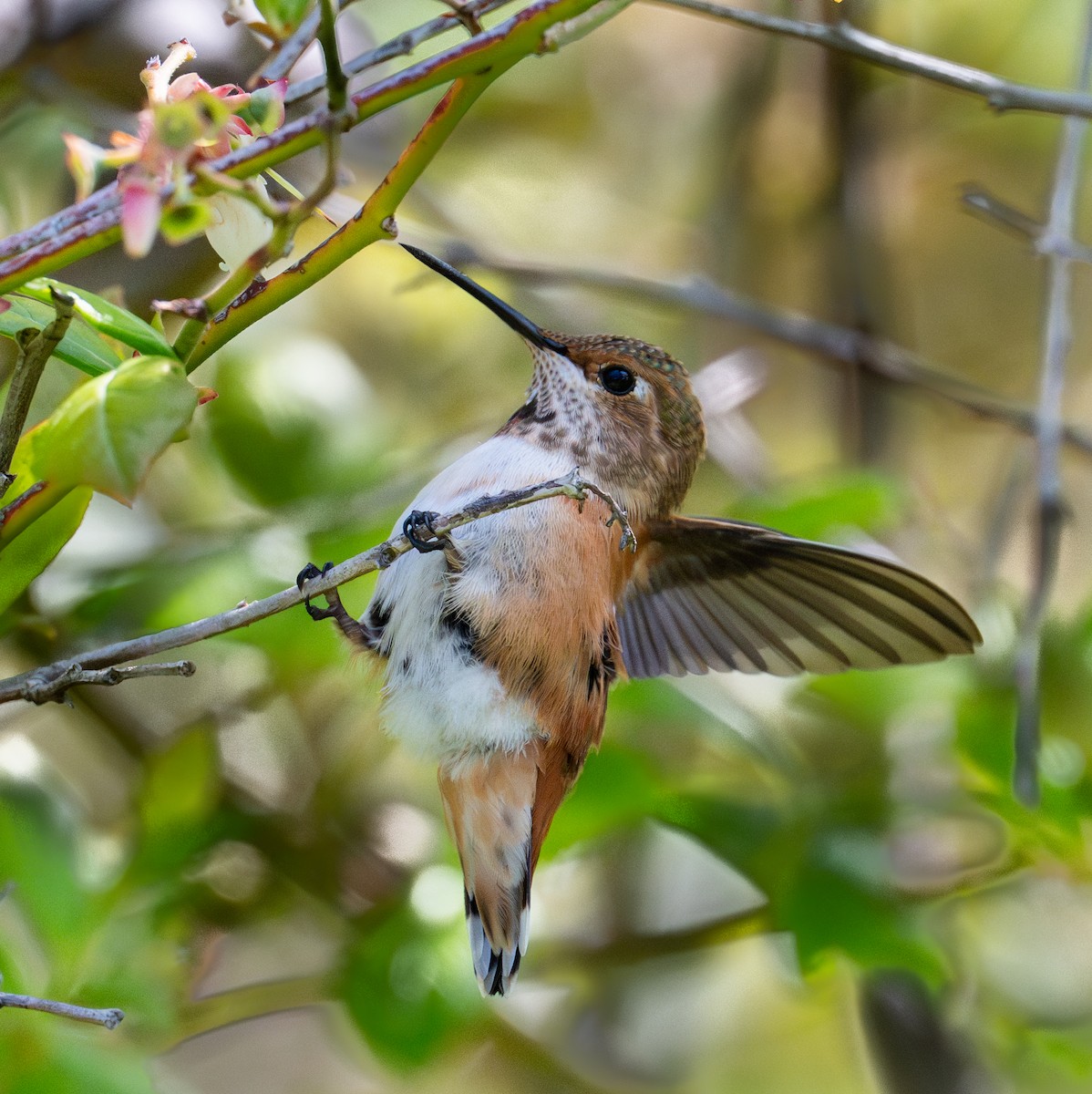 Allen's Hummingbird - ML637357372