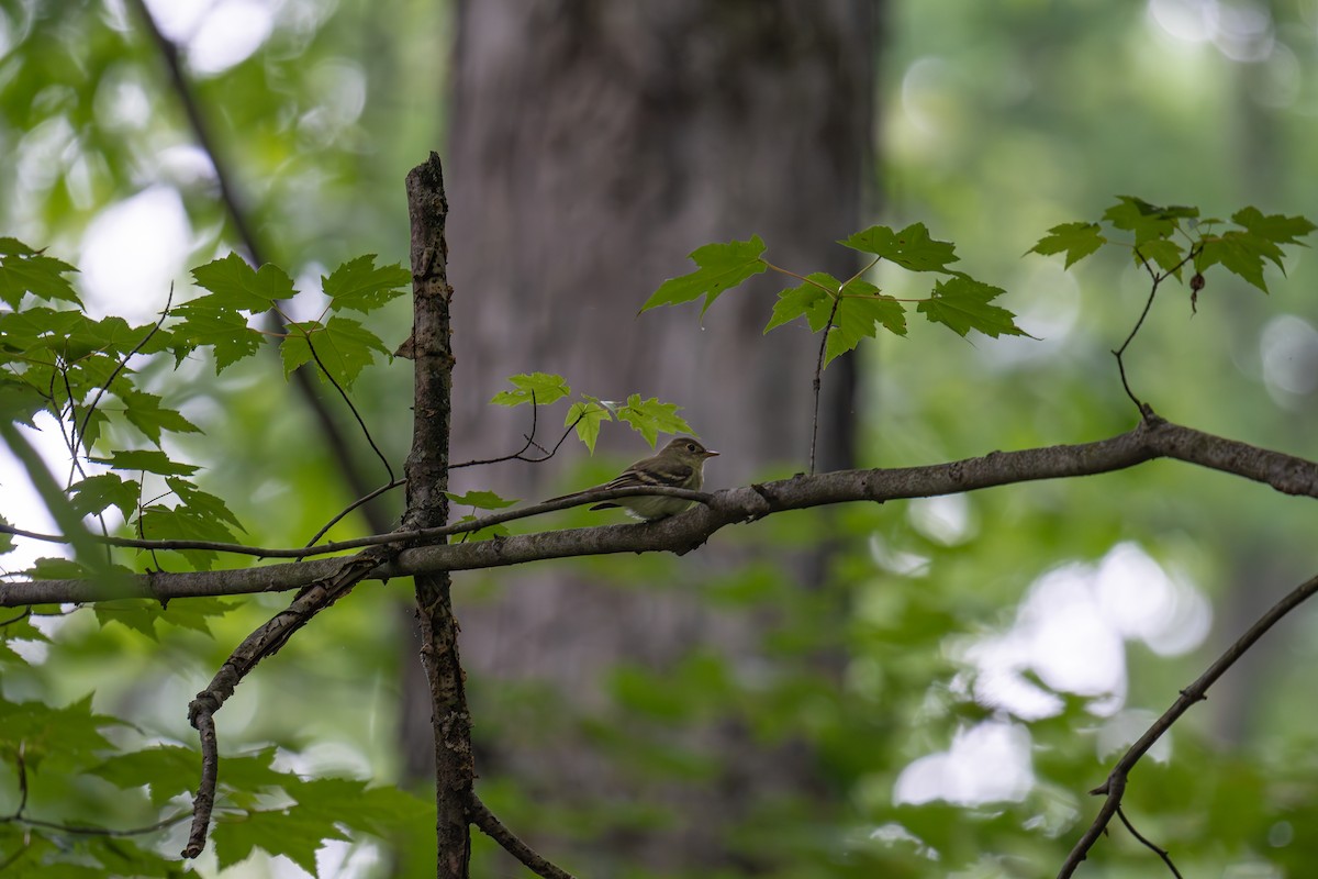 Acadian Flycatcher - ML637357373
