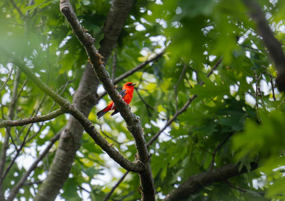 Scarlet Tanager - ML637357375