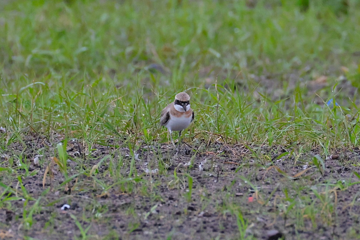 Greater Sand-Plover - ML637357379