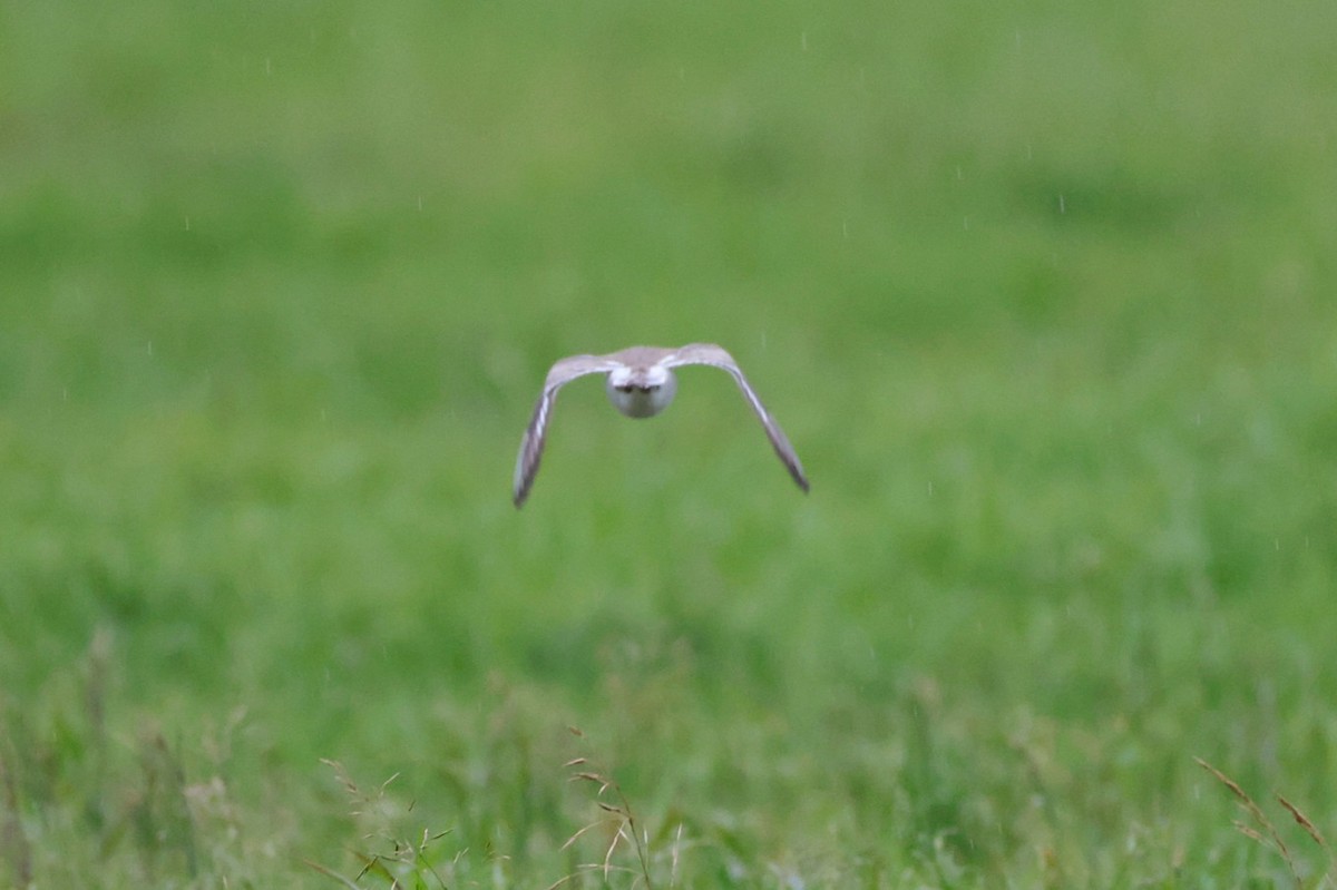 Greater Sand-Plover - ML637357389