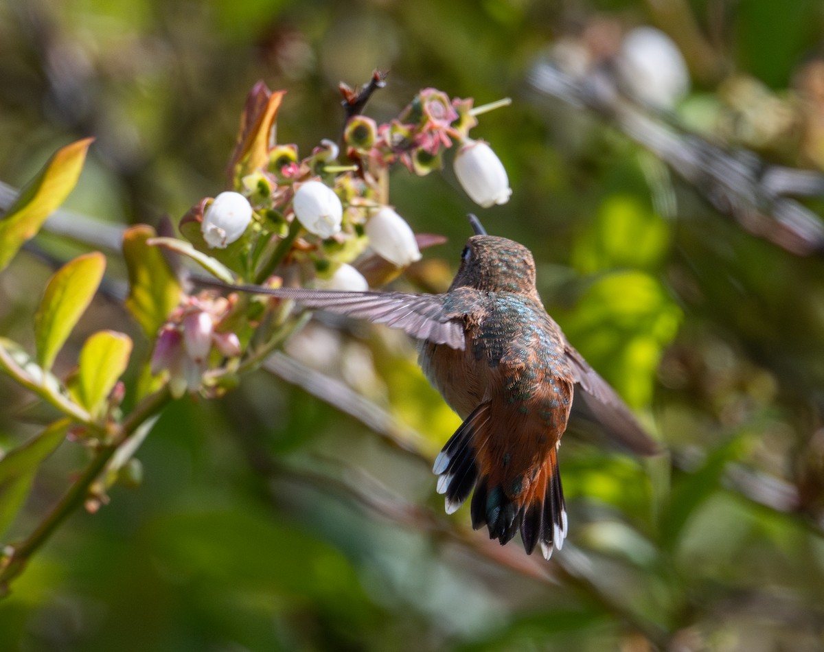 Allen's Hummingbird - ML637357392
