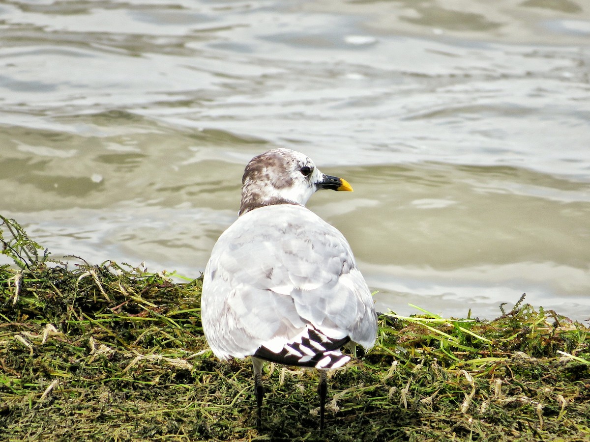 Sabine's Gull - ML637357395