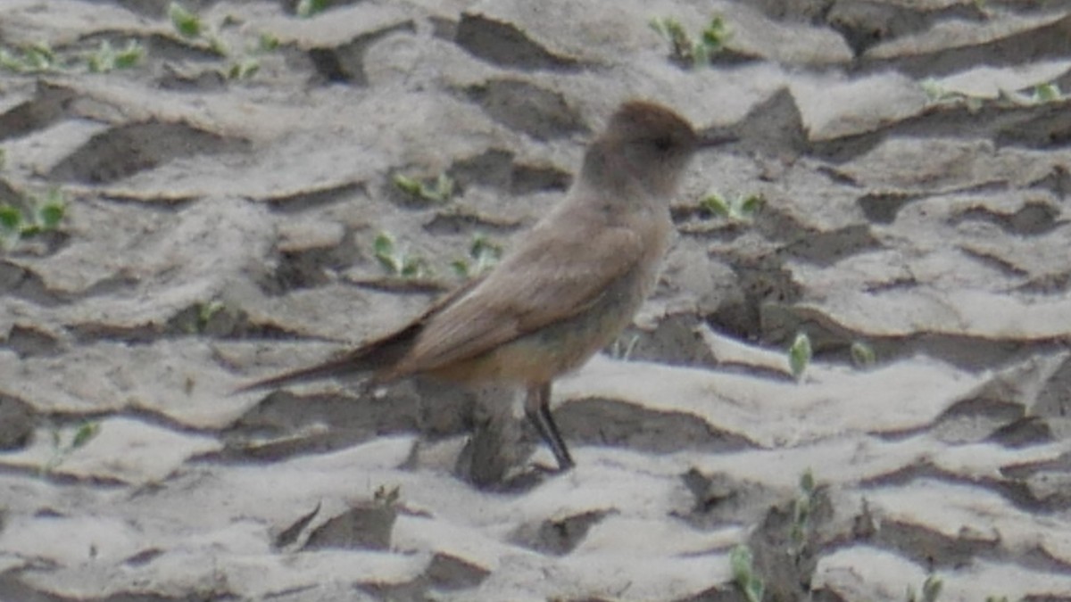 Say's Phoebe - ML637357396