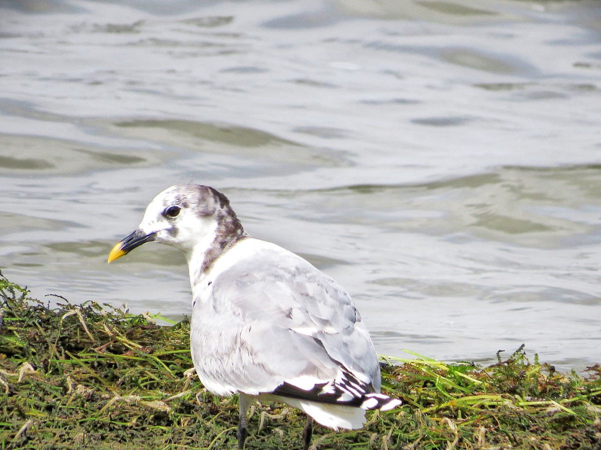Sabine's Gull - ML637357397