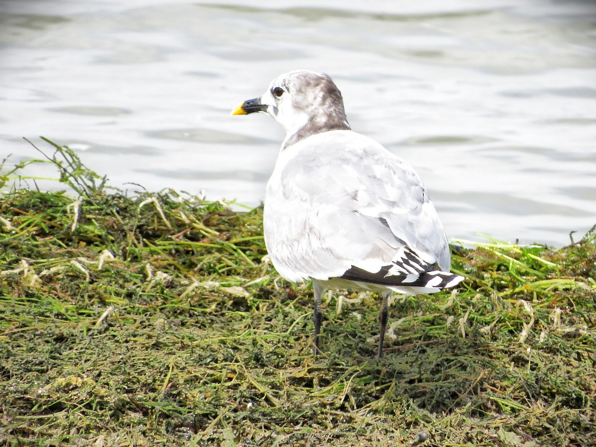 Sabine's Gull - ML637357403