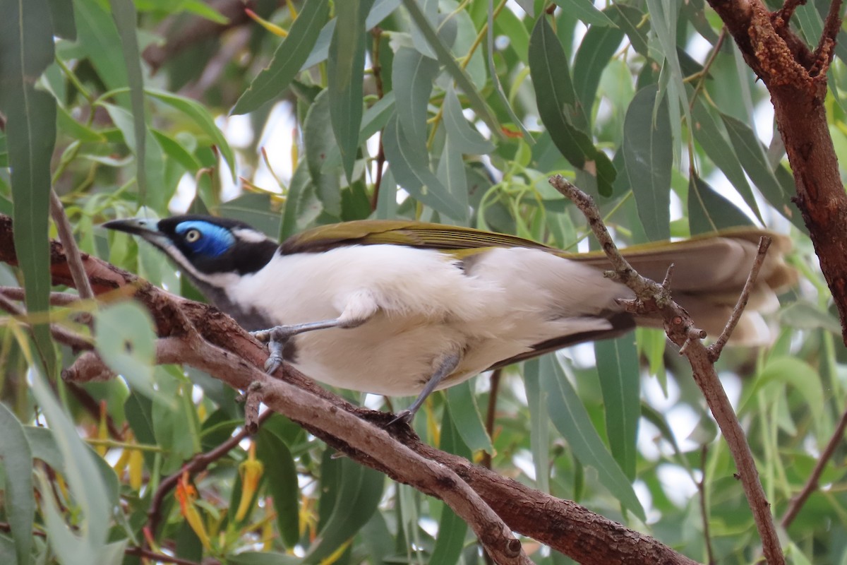 Blue-faced Honeyeater - ML637357407
