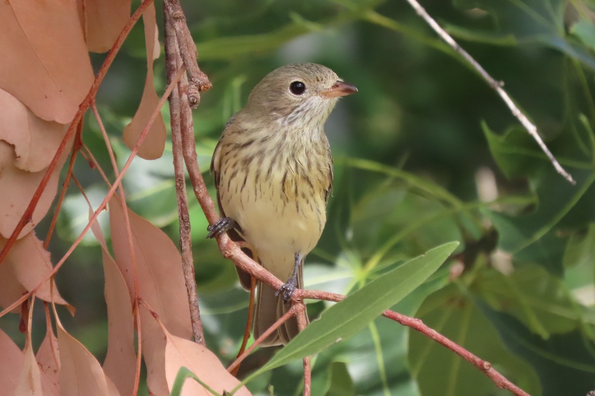 Rufous Whistler - ML637357409