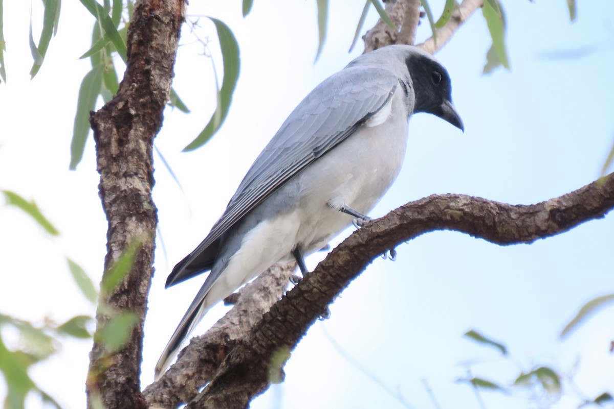 Black-faced Cuckooshrike - ML637357410