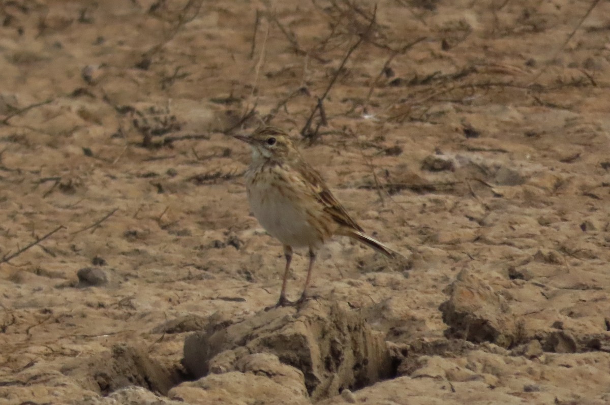 Australian Pipit - ML637357411