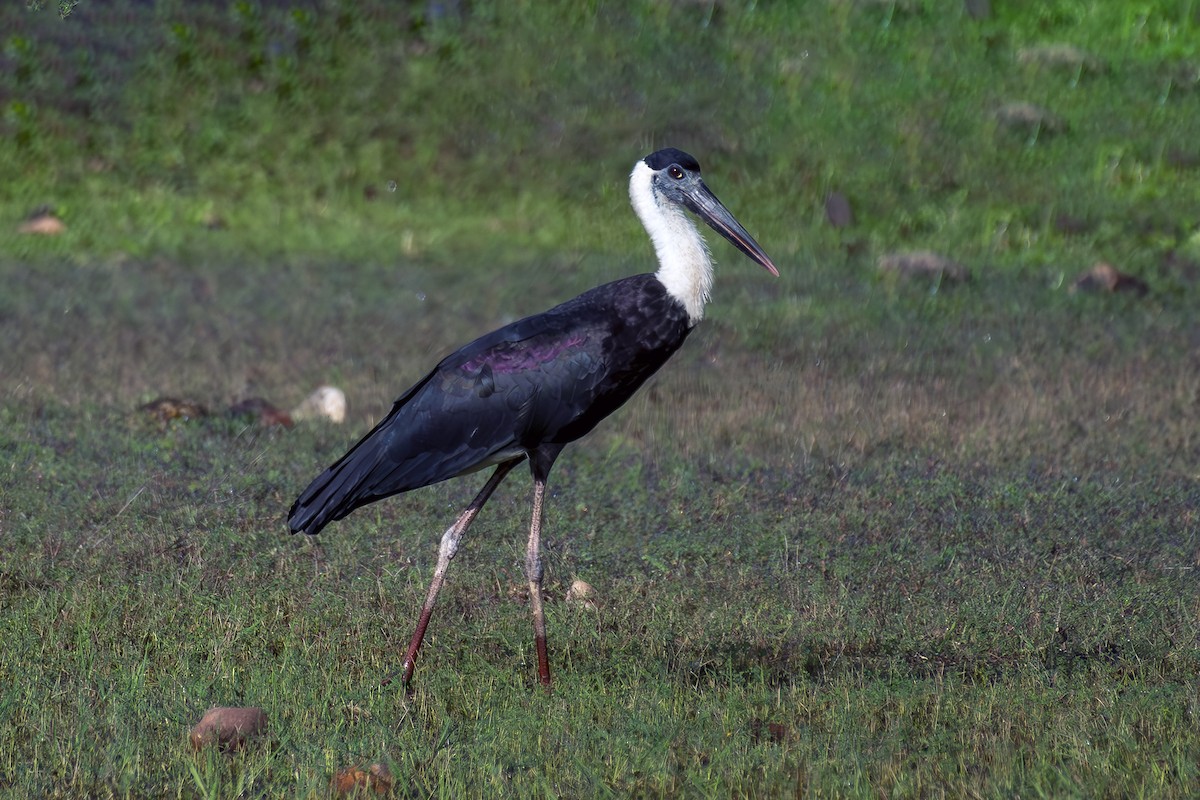 Asian Woolly-necked Stork - ML637357439
