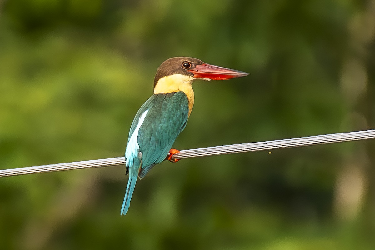 Stork-billed Kingfisher - ML637357444