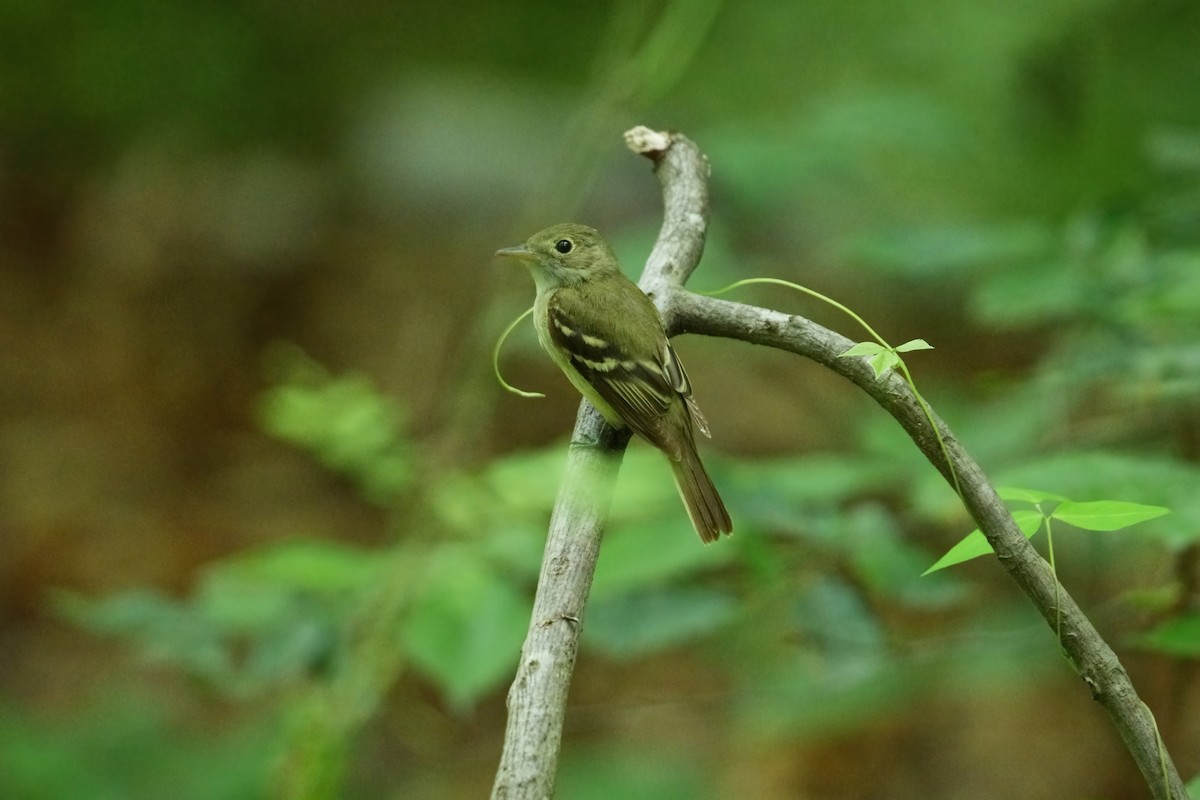 Acadian Flycatcher - ML637357446