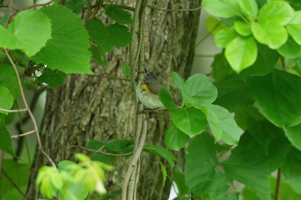 American Redstart - ML637357454