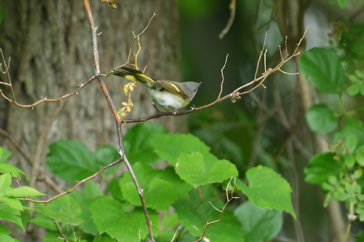 American Redstart - ML637357455