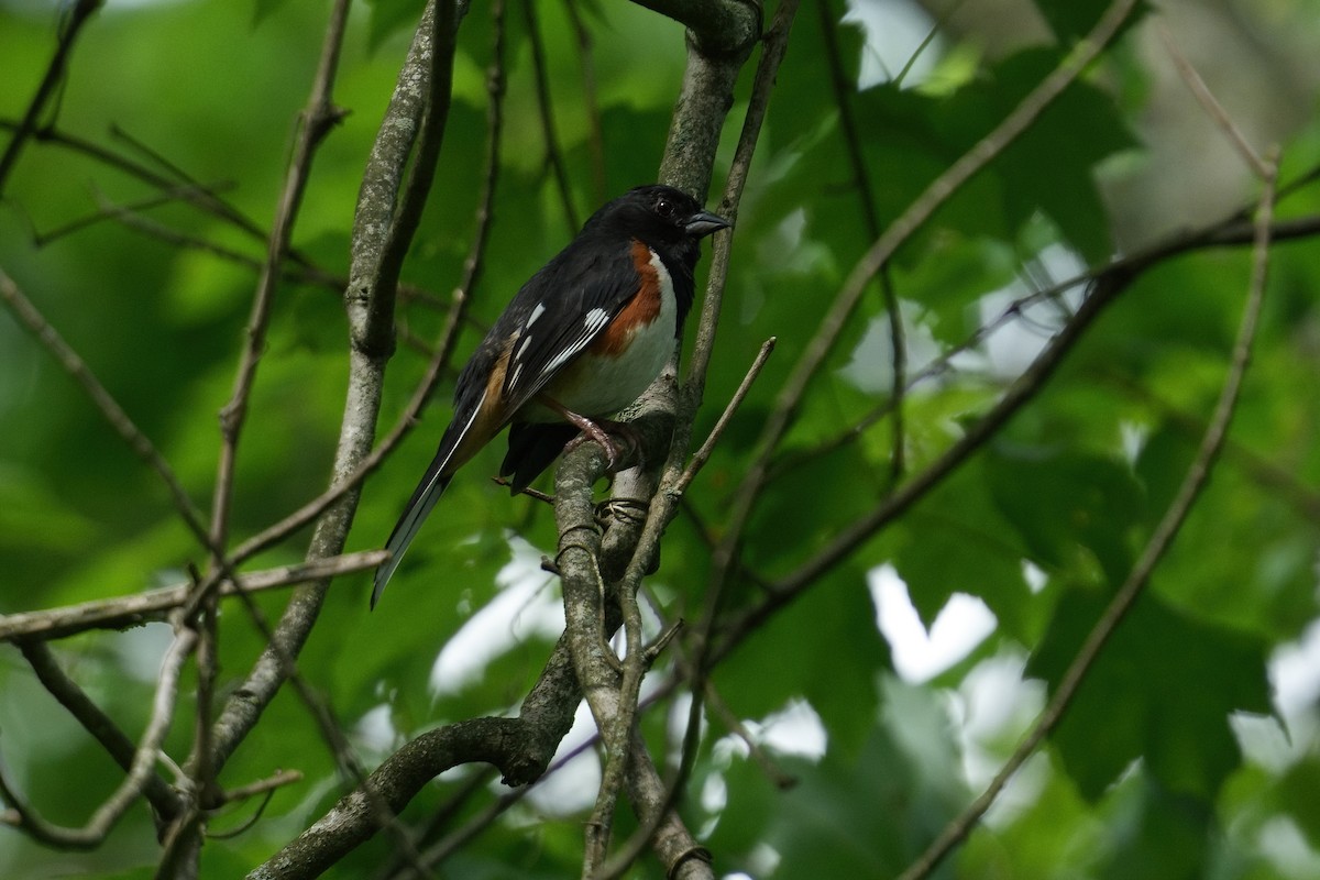 Eastern Towhee - ML637357461