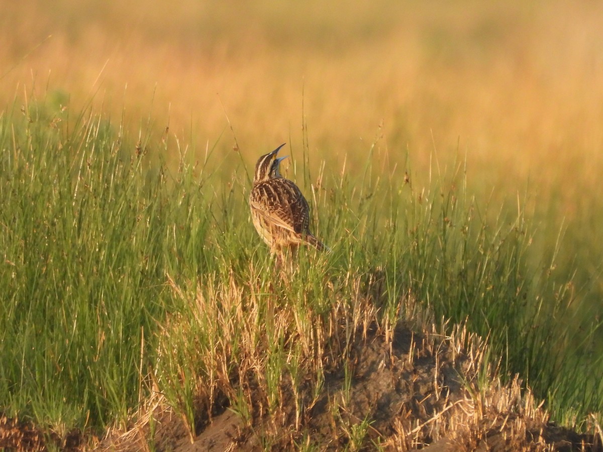 Chihuahuan Meadowlark - ML637357531