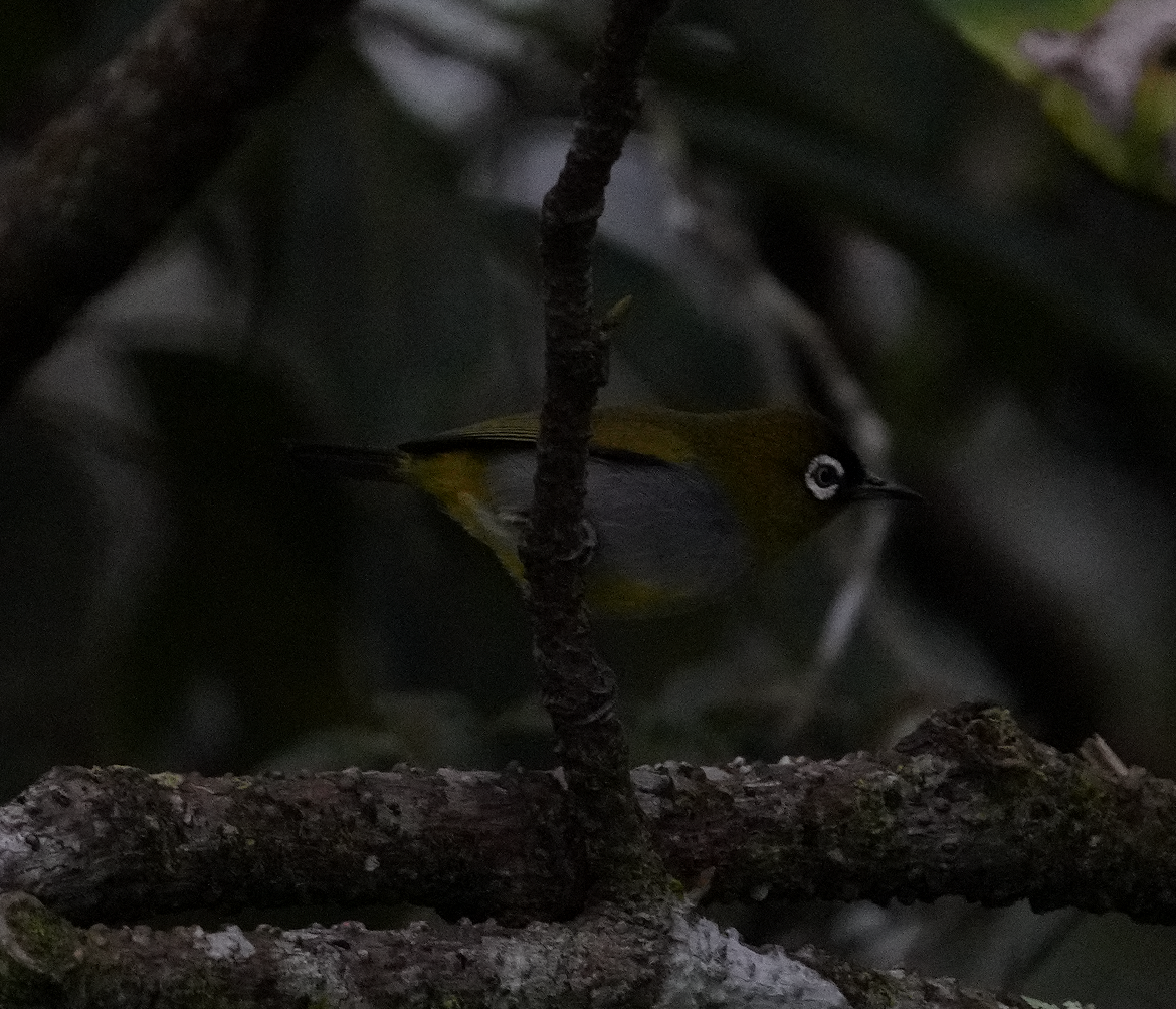 Black-capped White-eye - ML637357583