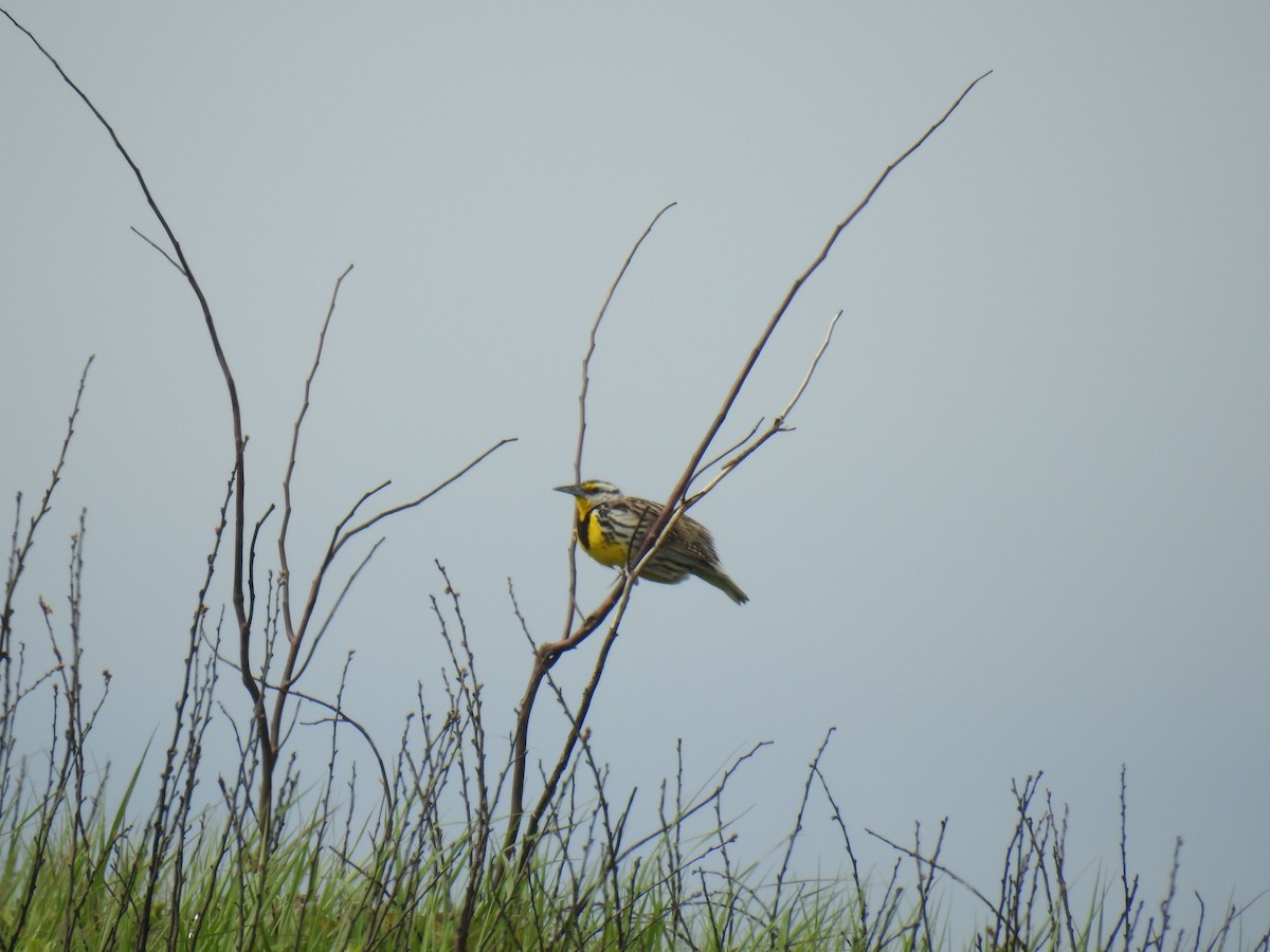 Eastern Meadowlark - ML637357600