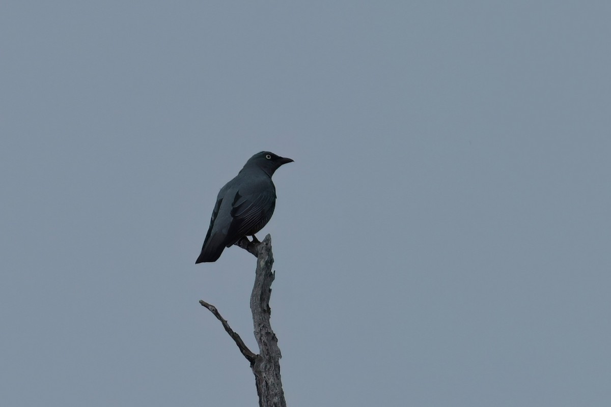 Barred Cuckooshrike - ML637357648