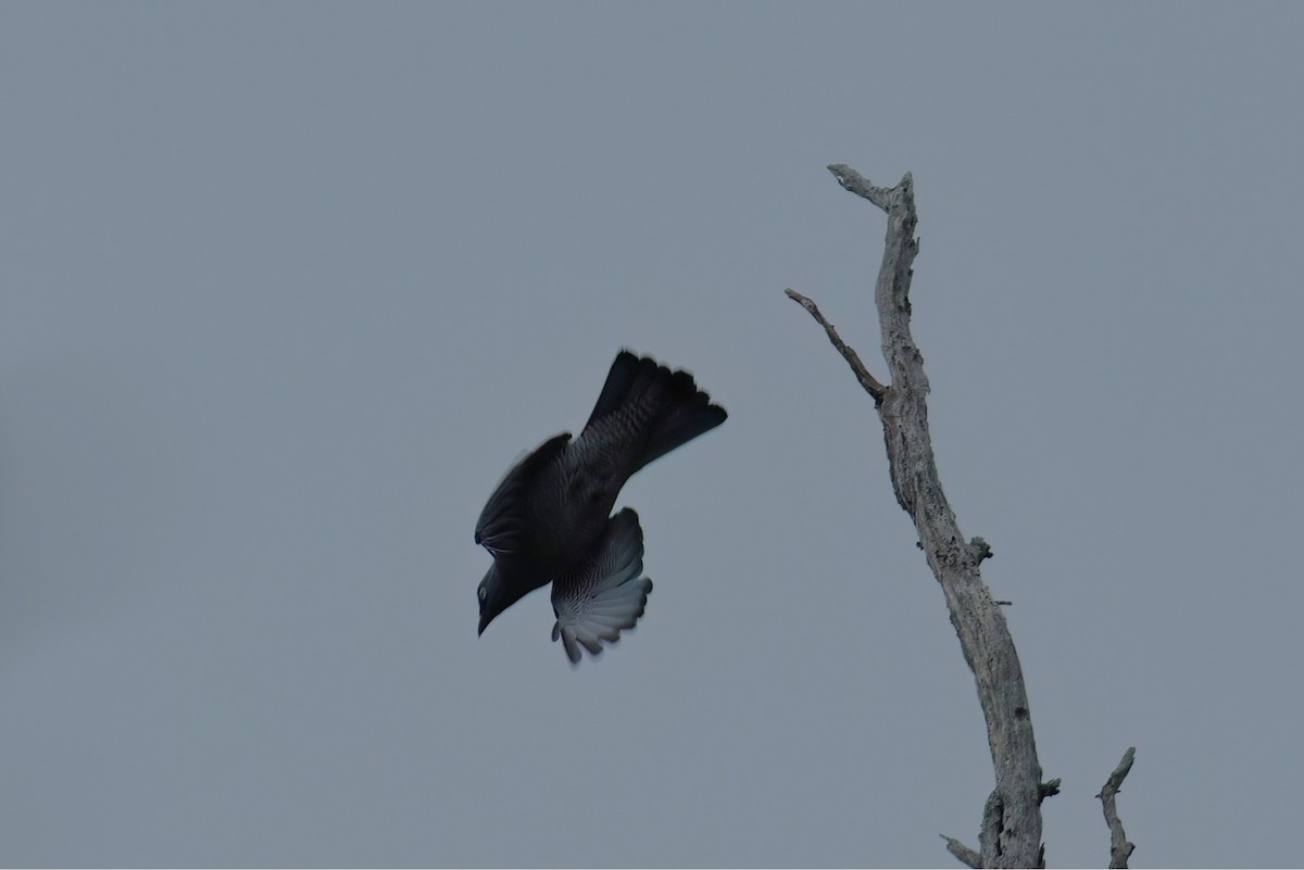 Barred Cuckooshrike - ML637357649