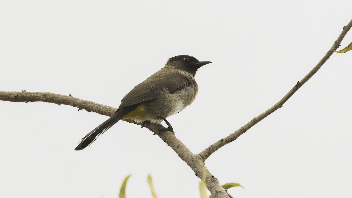 hagebylbyl (tricolor gr.) - ML637357654