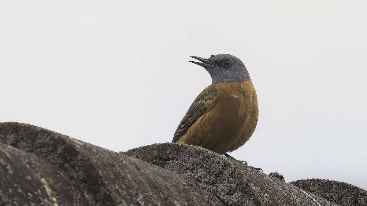 kappsteintrost - ML637357655