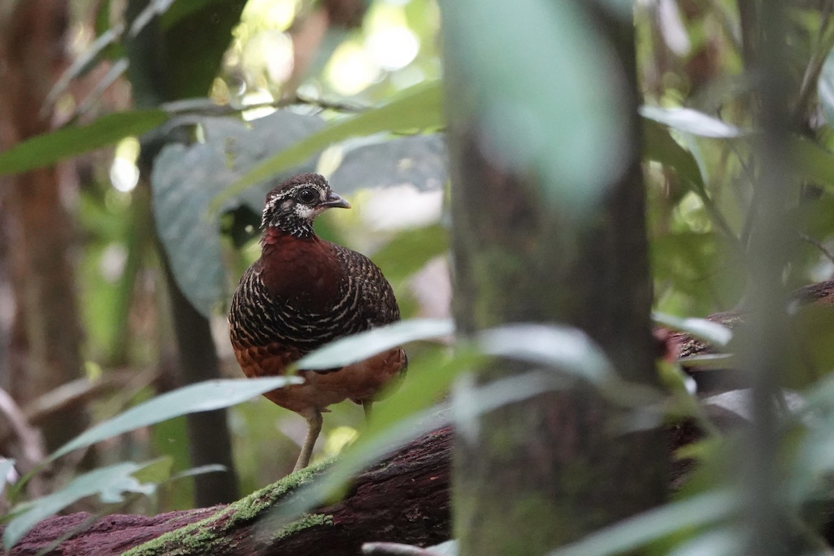 Sabah Partridge - ML637357661