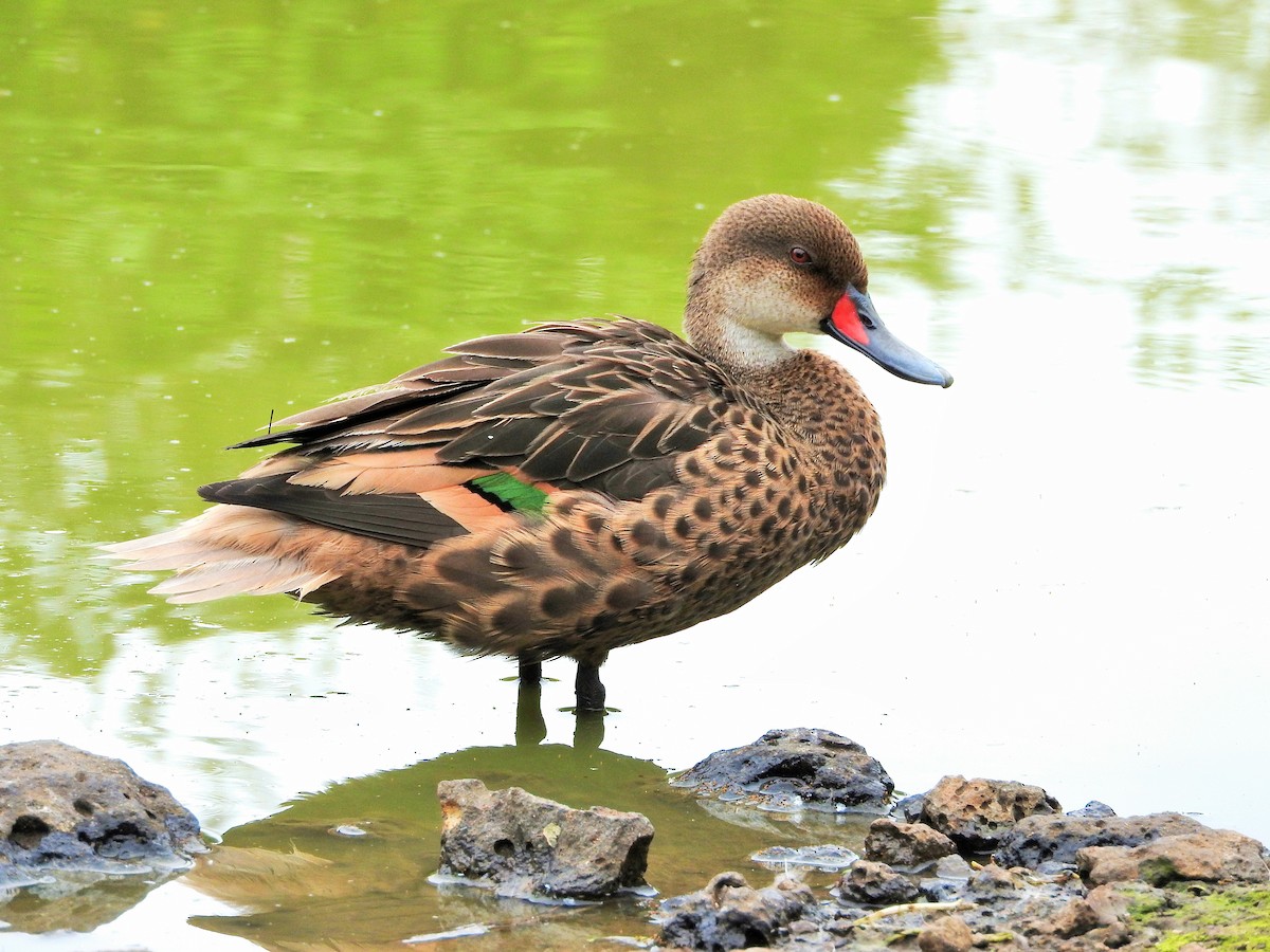 White-cheeked Pintail (Galapagos) - ML637357669