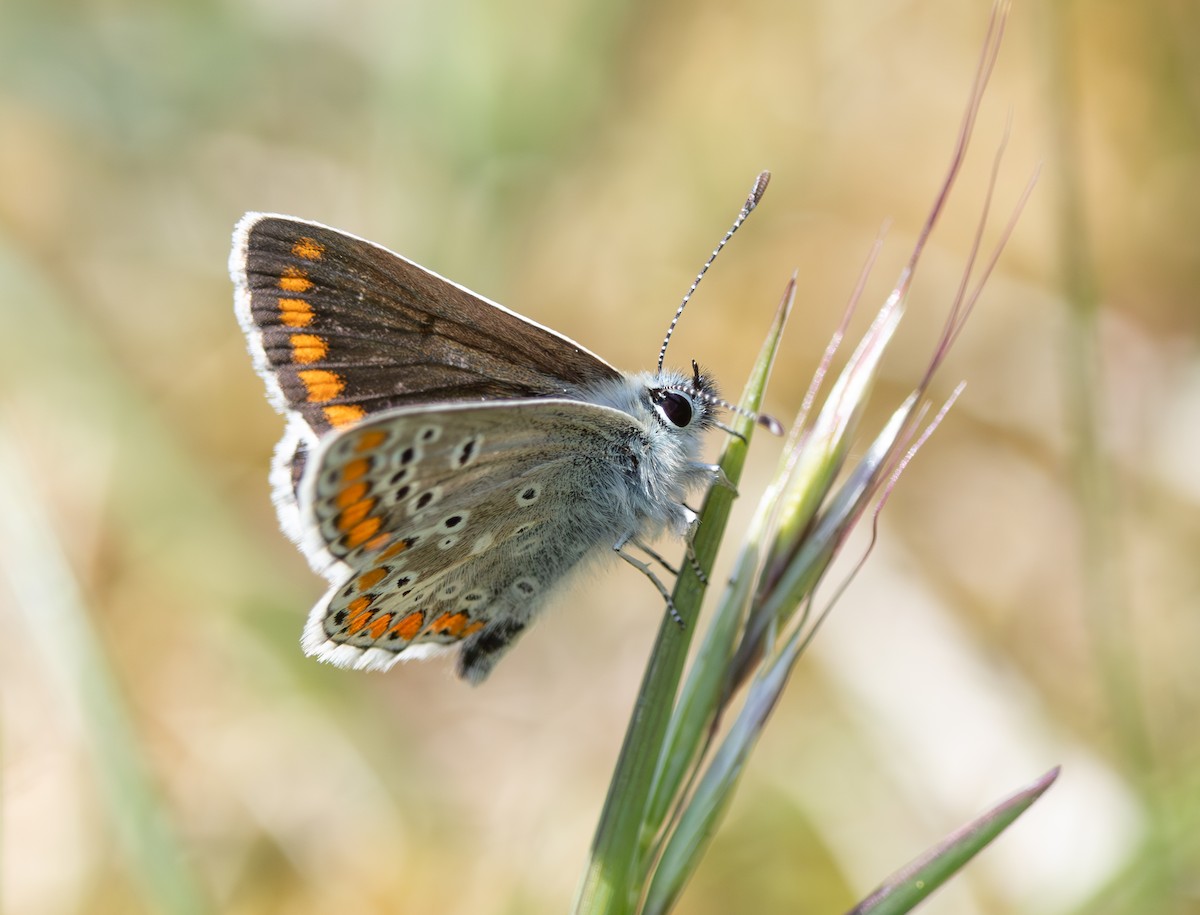 Insects - ML637357706