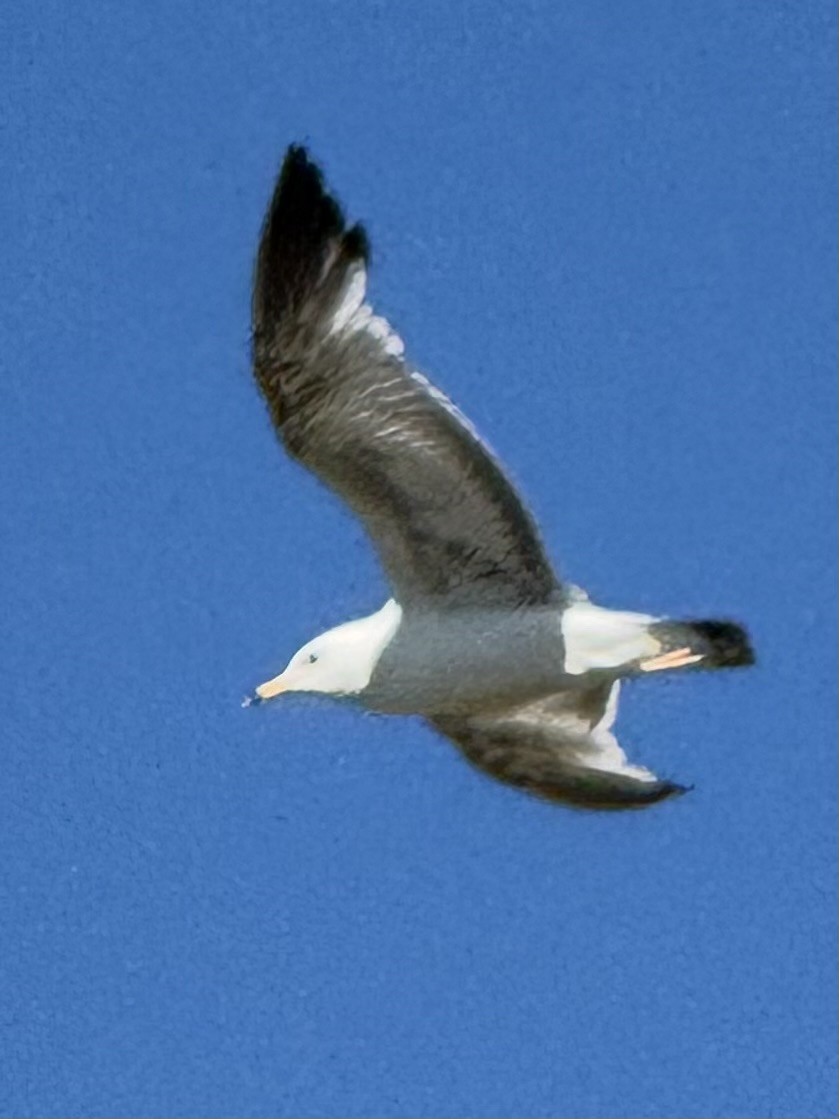 Halkalı Martı - ML637357733