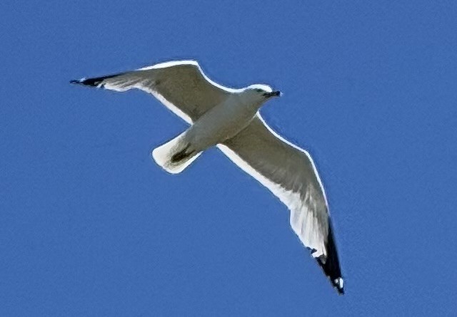 Halkalı Martı - ML637357735