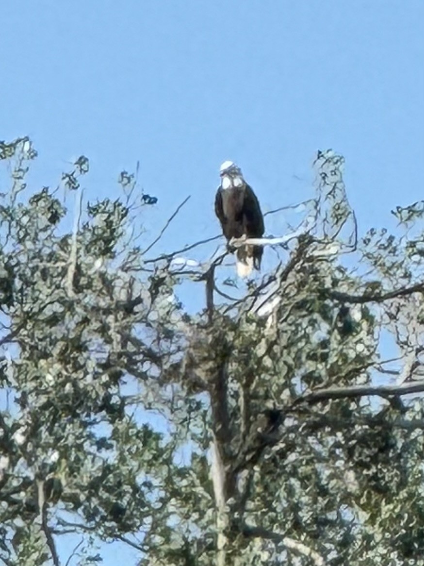Bald Eagle - ML637357742