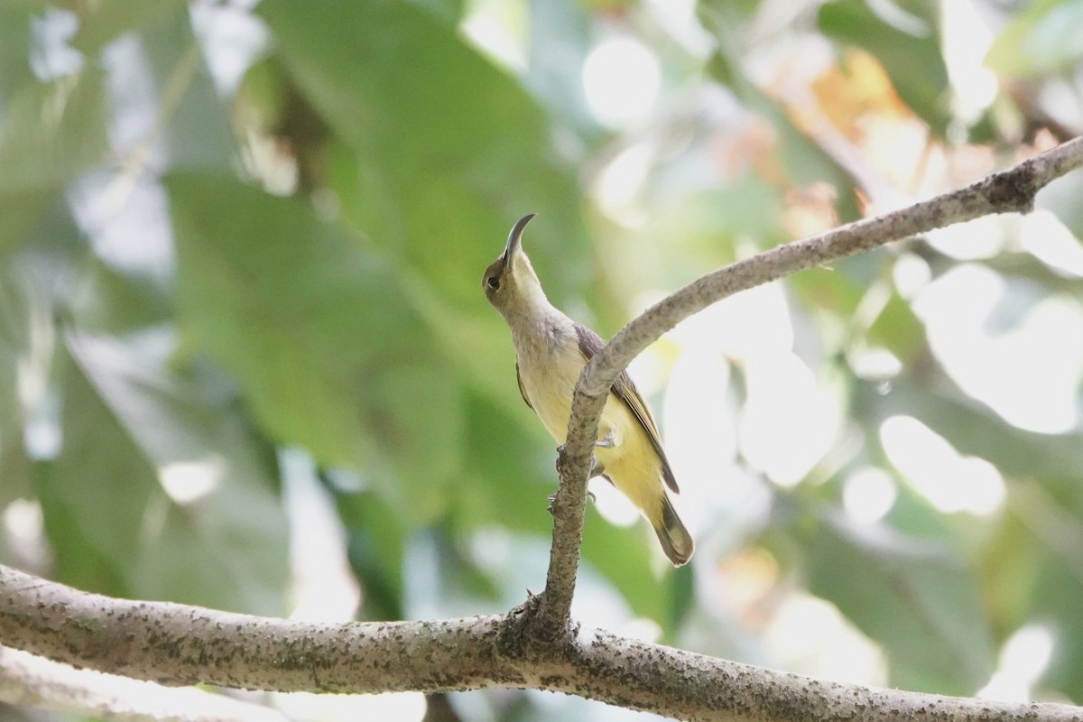 Thick-billed Spiderhunter - ML637357759