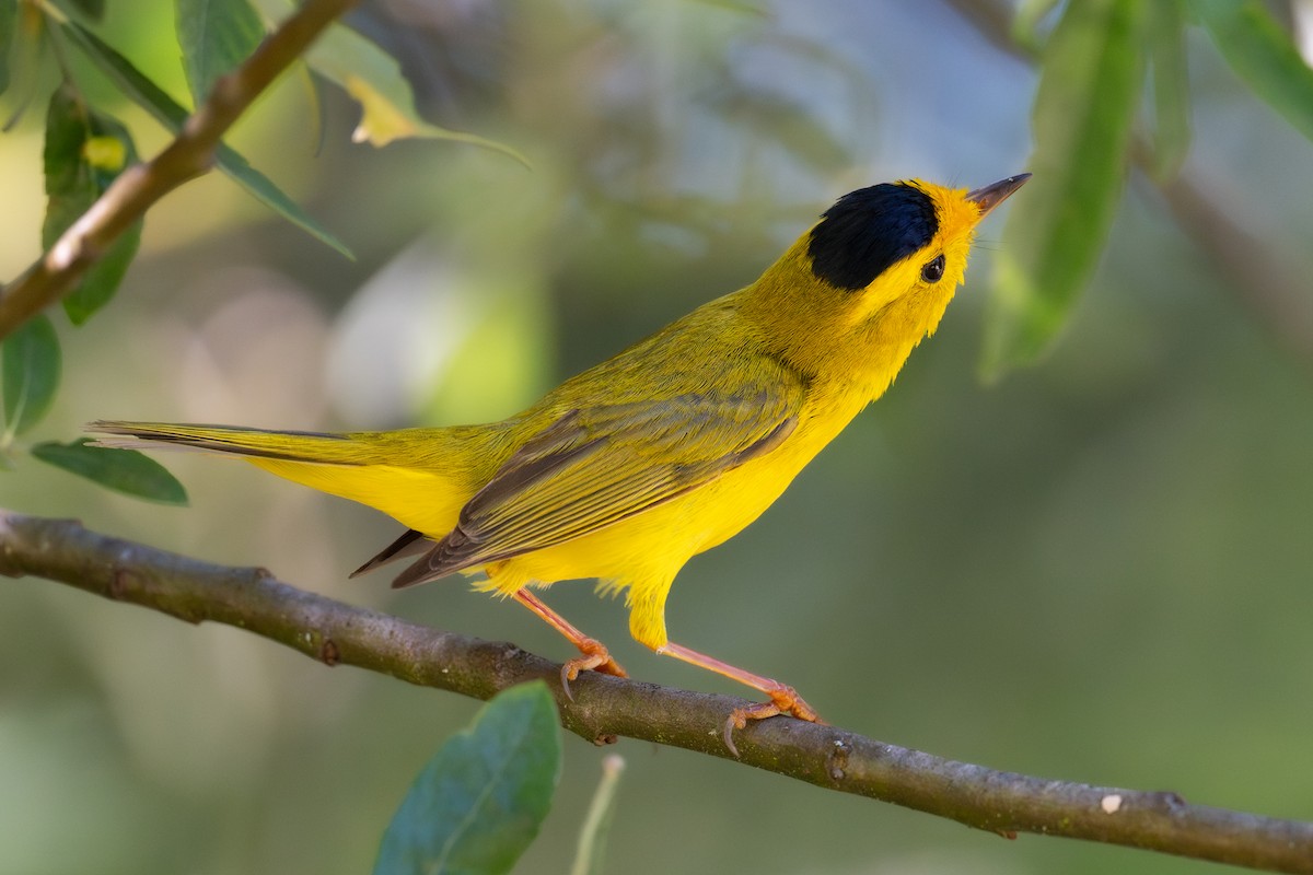 Wilson's Warbler - ML637357767