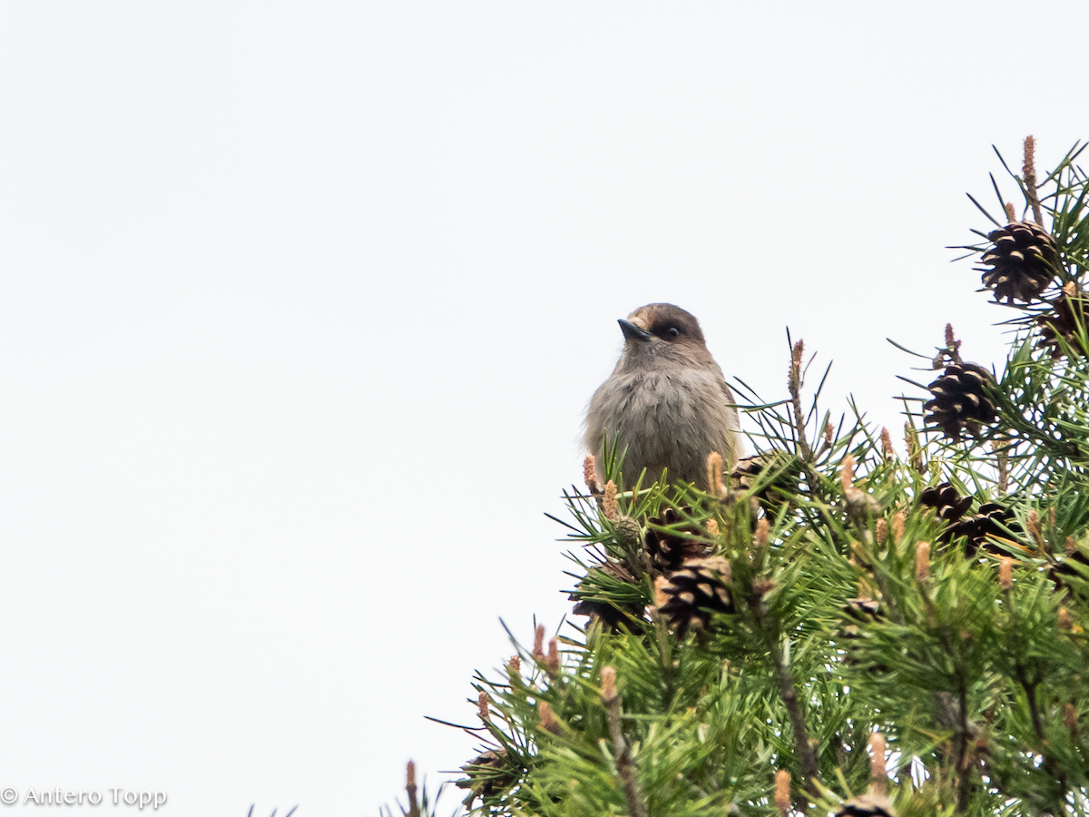 Siberian Jay - ML637357779