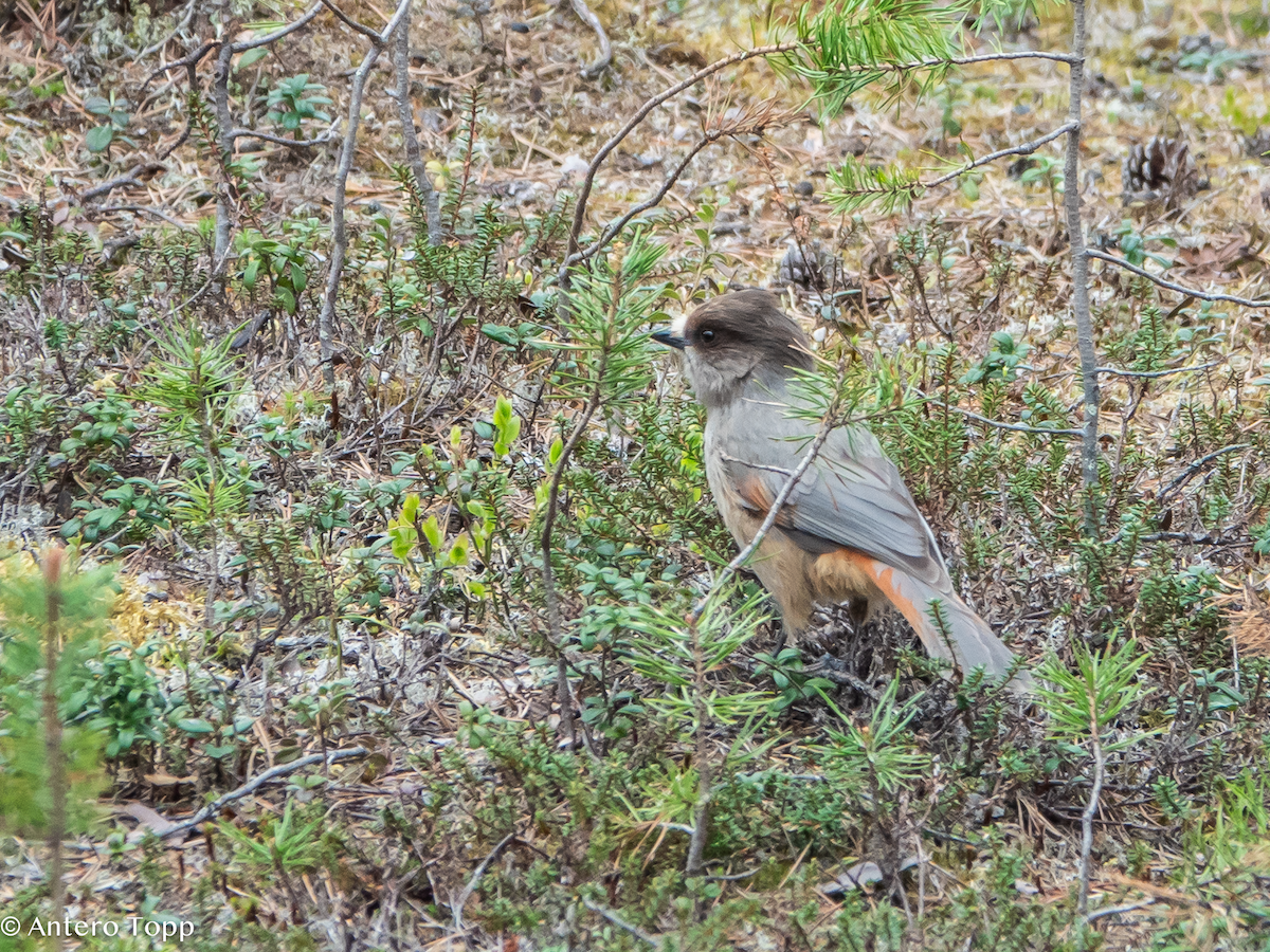 Siberian Jay - ML637357780