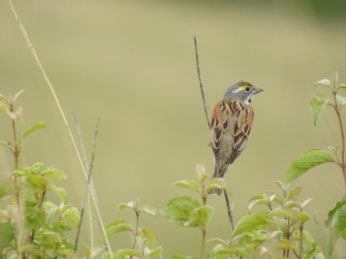 Dickcissel - ML637357790