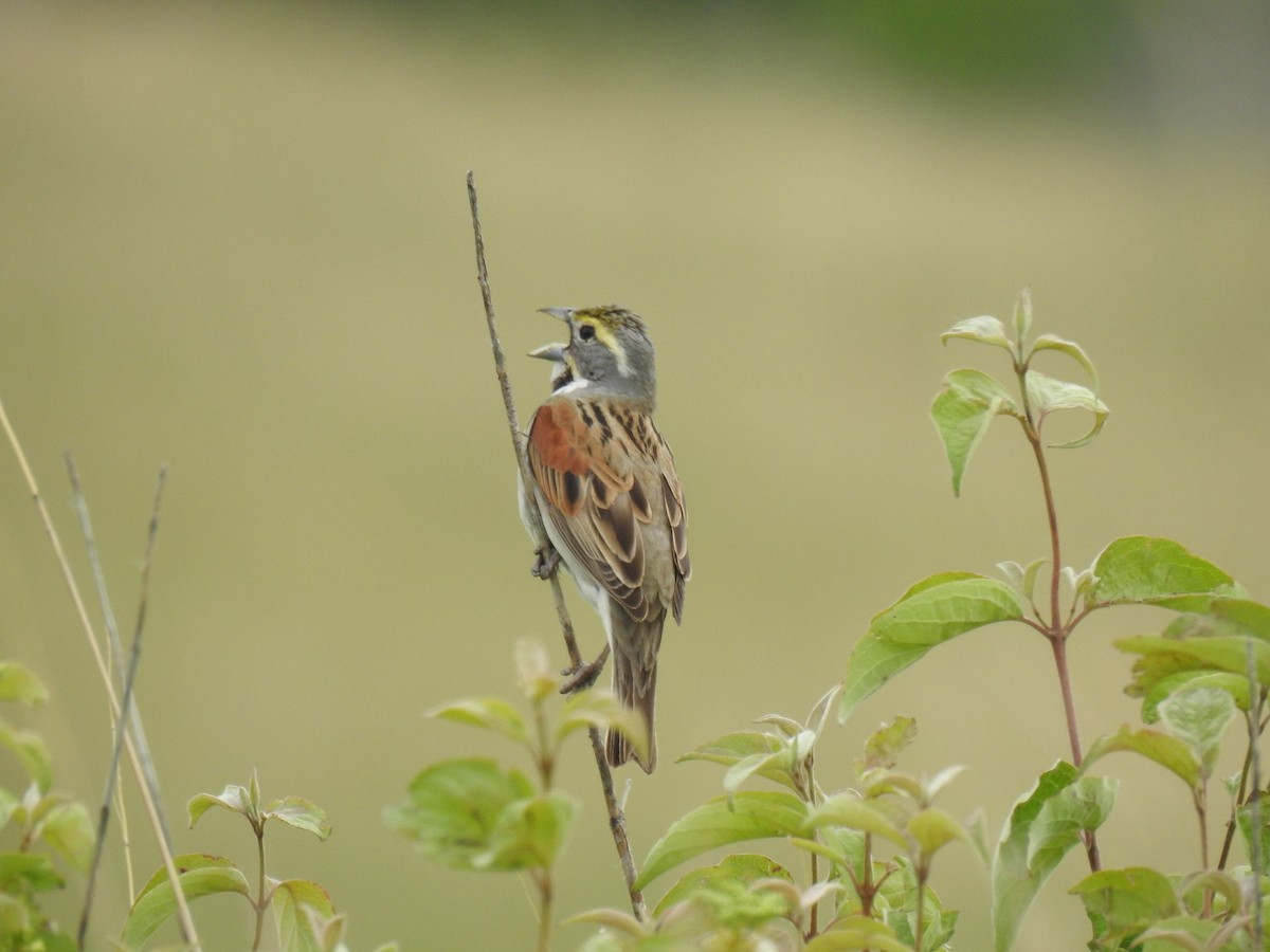 Dickcissel - ML637357791