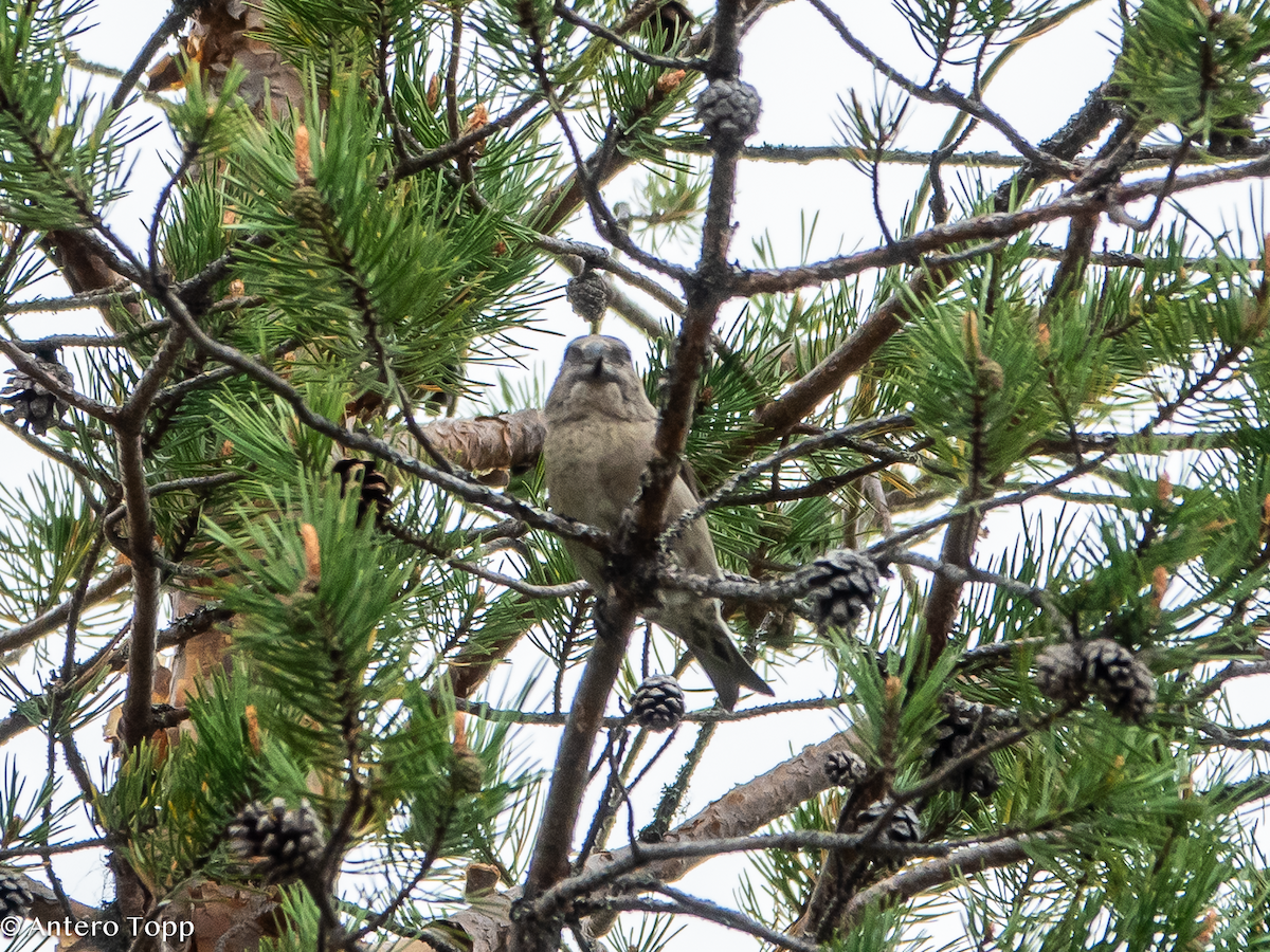 Parrot Crossbill - ML637357817