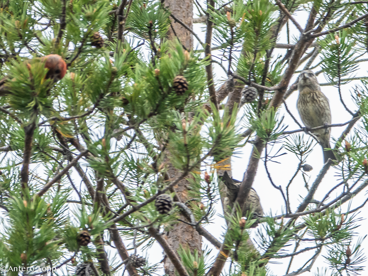 Parrot Crossbill - ML637357819