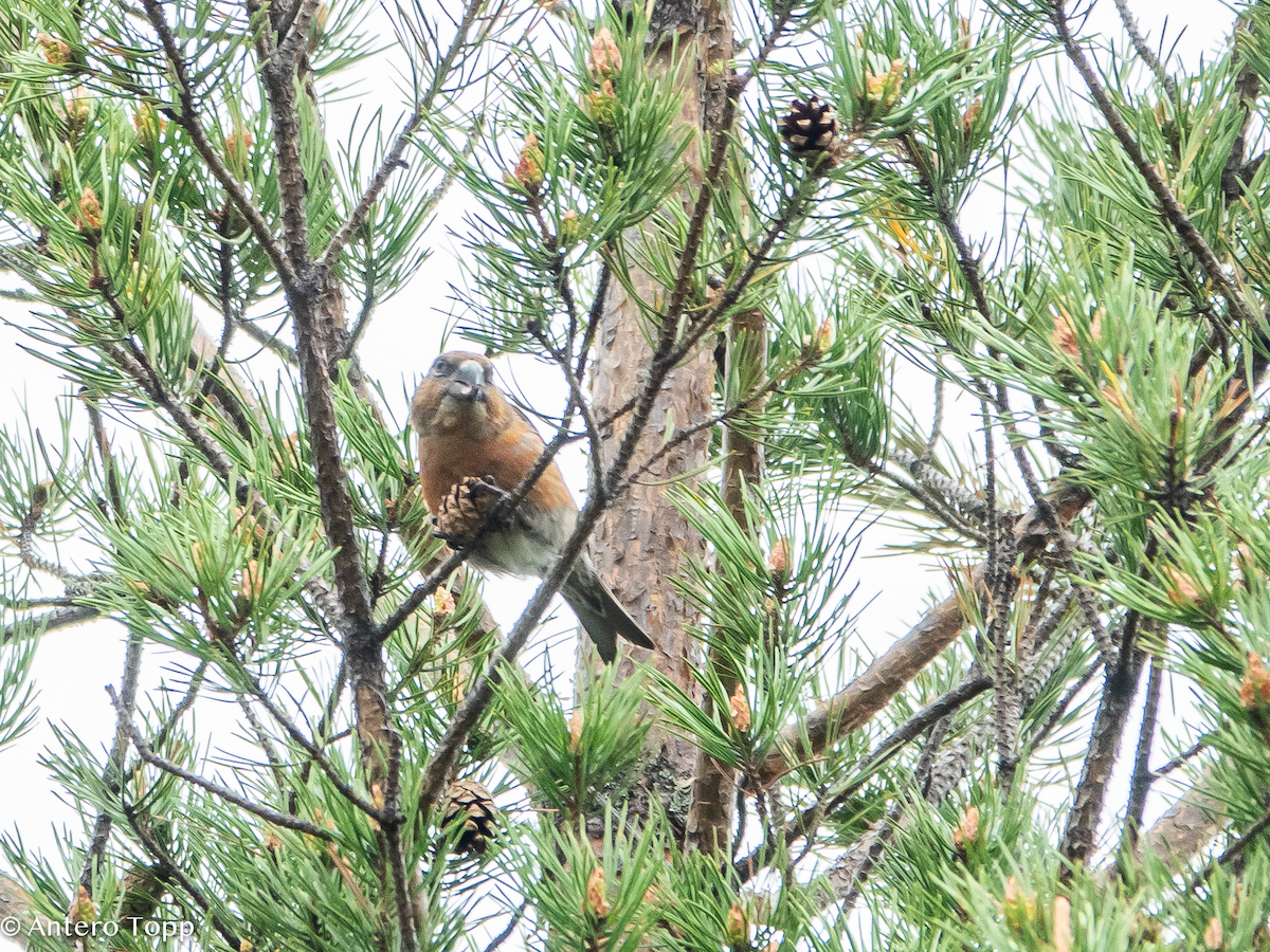 Parrot Crossbill - ML637357820