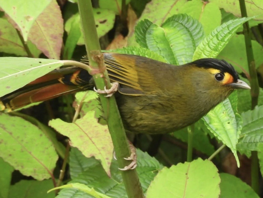 Bugun Liocichla - ML637357889