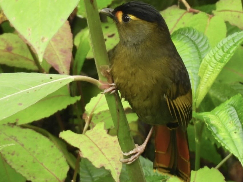 Bugun Liocichla - ML637357890