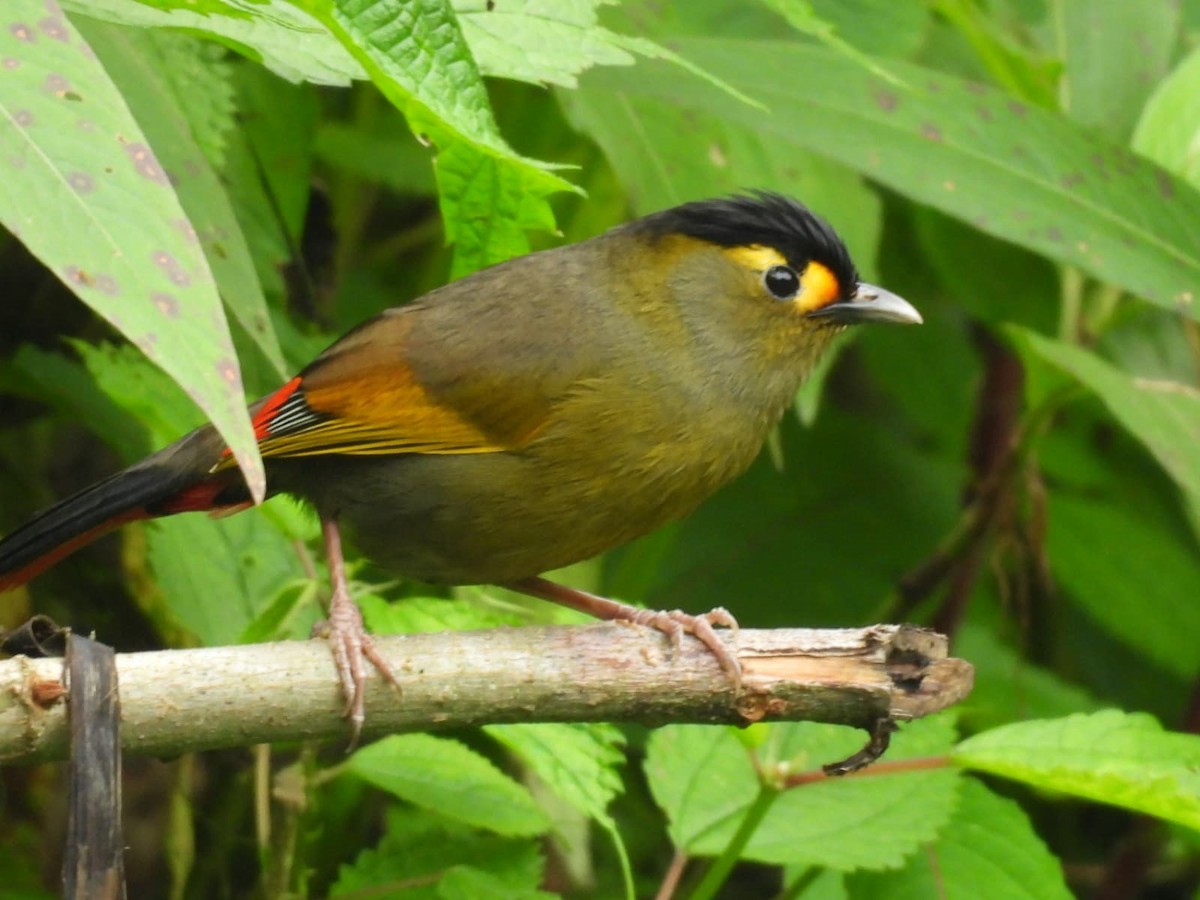Bugun Liocichla - ML637357891