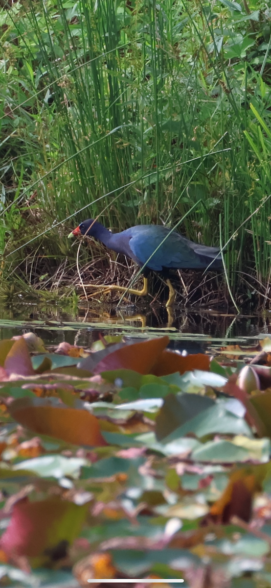 Purple Gallinule - ML637357901