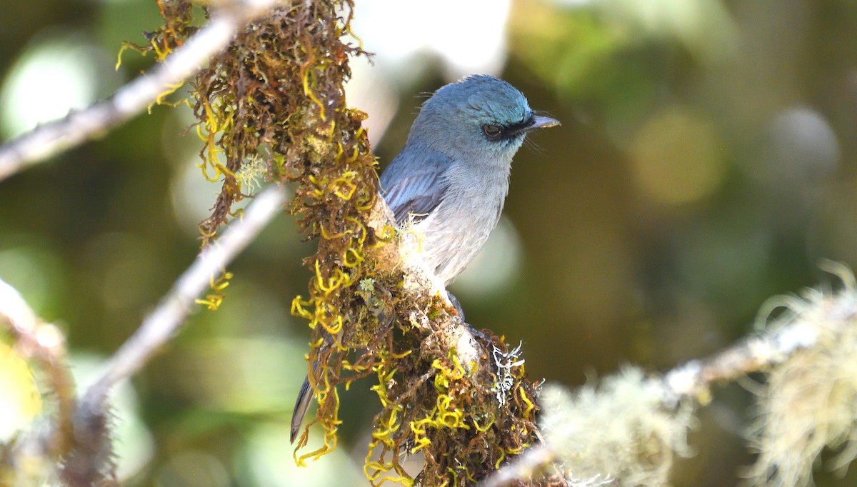 Dull-blue Flycatcher - ML637357930