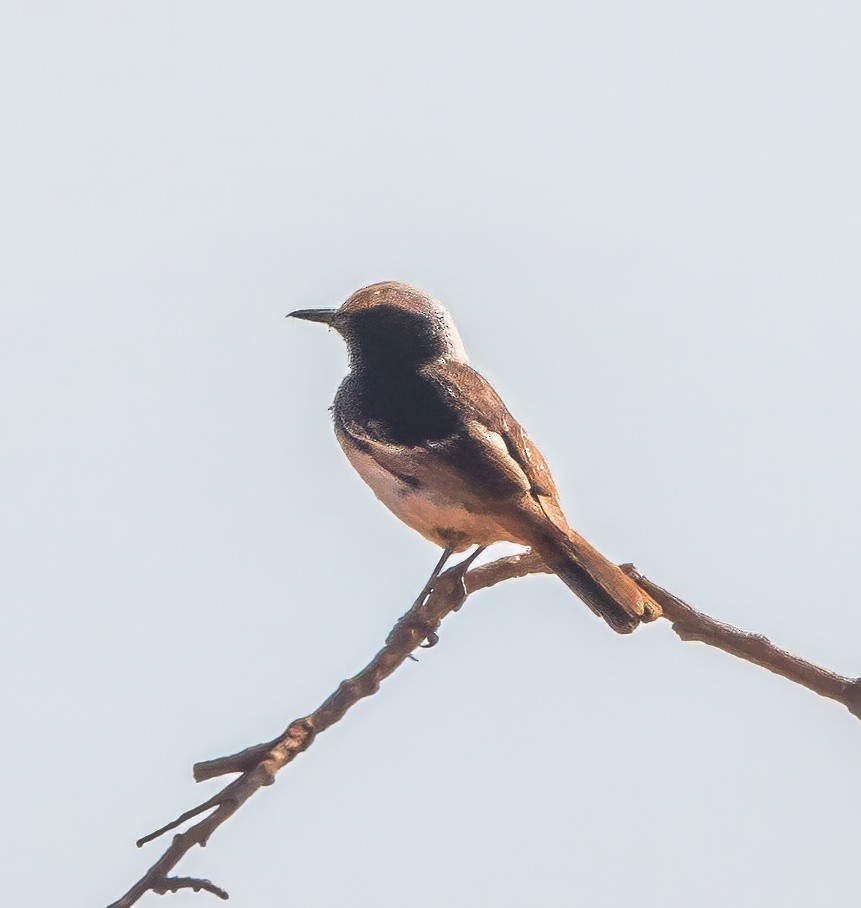 Red-rumped Wheatear - ML637357989